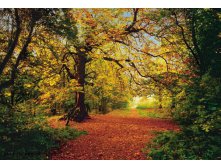 8-068 Autumn Forest 388270.jpg