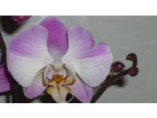 Phalaenopsis So Satisfied ( Dimension)