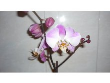 Phalaenopsis So Satisfied ( Dimension)