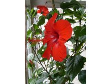 еще гибискус