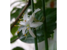 хлорофитум цветы