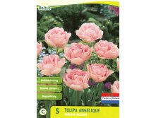 Tulipa_Dubbel_Laat_Angelique_5_59.jpg