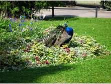 14 так и не раскрыл хвост, жадина