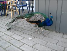 27 как жесток этот мир!