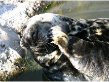 36 ой нимагу!! если б вы знали, что мне сницца! :)))