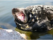 37 аааа! вот это сон!