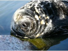 39 подбородки... да что вы понимаете в мужской красоте