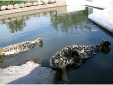 40 не видите третье жЫвотное? а оно есть!