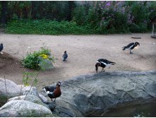 41 опять не шутки - снова утки