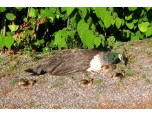 52 спят в одной куче с мамой