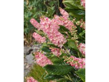 5618727_Clethra_Alnifolia_Ruby_Spice.jpg