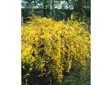 5618749_Cytisus_praecox_Allgold.jpg