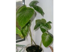 тамарилло сеянцы этого года