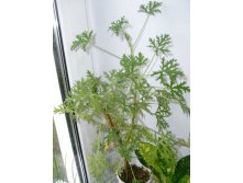 душистая герань