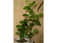 фейхоа, сеянец