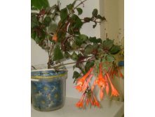 фуксия талия