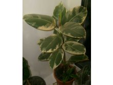 фикус каучуконосный пестролистный
