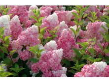 Гортензия Vanille Fraise (высота 150-170 см)..jpg