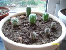 3 -Setiechinopsis mirabilis