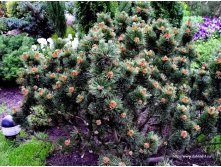    Pinus mugo mughus  ( )