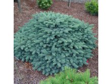   \'Waldbrunn\' Picea pungens 'Waldbrunn  ( )