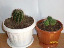 1-Echinopsis sp..2-Mammillaria karvinskiana ssp.nejapensis