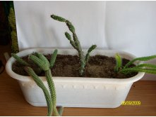 1-Chamaecereus silvestrii ,2-Opuntia,3-Hylocereus sp