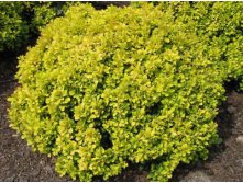 Berberis thunbergii Tiny Gold	Барбарис Тунберга	P10,5 кругл	 3,40 