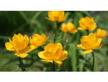 Купальница европейская
