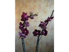 Phalaenopsis Elegant Happy Angel.JPG