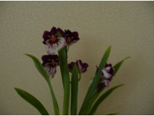 Orchidee Miltonia Gemengd.JPG