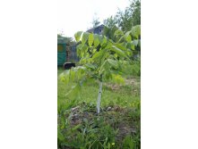 маньчжурский орех 