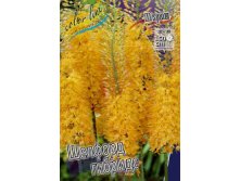 57,45.  (eremurus)  .jpg