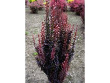 5618795_Berberis_thunbergii_Helmond_Pillar.jpg