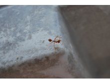 DSC_0832.JPG