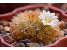 2012.01.19 Mammillaria carmenae