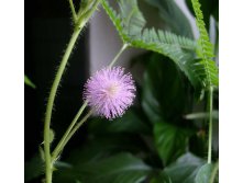 мимоза цветок