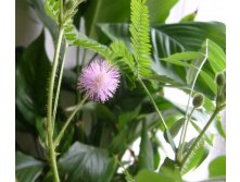 ещё мимозин ершик