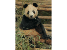 6607127.panda-gifki-dobro-dobrota-283343.gif