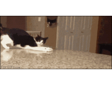 tumblr_meslr4dpGb1qii6tmo1_400.gif