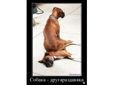 1361263471_20903_sobakadrugarazdavyaka_demotivators_ru.jpg