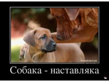 1361263471_22344_sobakanastavlyaka_demotivators_ru.jpg