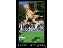 1361263471_315775_sobakaletatuchaka_demotivators_ru.jpg