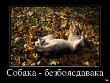 1361263471_438697_sobakabezboyasdavaka_demotivators_ru.jpg