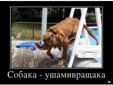 1361263471_608224_sobakaushamivraschaka_demotivators_ru.jpg