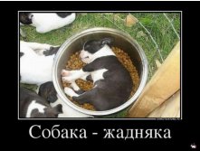 1361263652_889702_sobakazhadnyaka_demotivators_ru.jpg