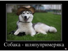 1361263652_891558_sobakashlyapuprimeryaka_demotivators_ru.jpg