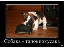 1361263652_982537_sobakatapokpokusaka_demotivators_ru.jpg