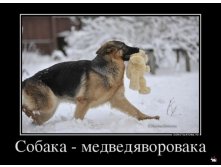 1361263471_2599_sobakamedvedyavorovaka_demotivators_ru.jpg