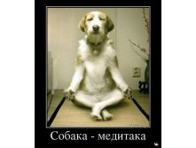 1361263471_432490_sobakameditaka_demotivators_ru.jpg